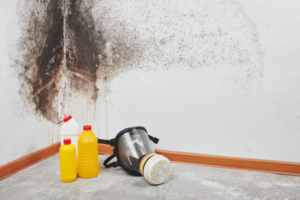 Best Health and Safety Mold Remediation in Louisa, VA