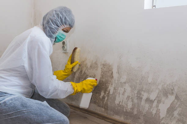 Best Mold Testing and Inspection Services in Louisa, VA