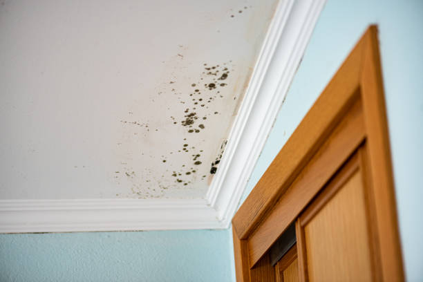 Best Localized Mold Remediation (e.g., coastal areas, humid climates) in Louisa, VA