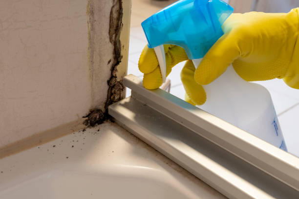 Best Post-Flood Mold Remediation in Louisa, VA