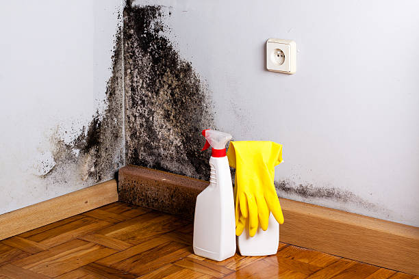 Best Bathroom Mold Remediation in Louisa, VA