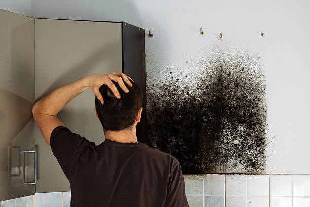 Best Kitchen Mold Remediation in Louisa, VA