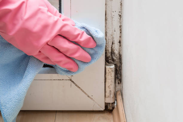 Trusted Louisa, VA Mold Remediation Experts